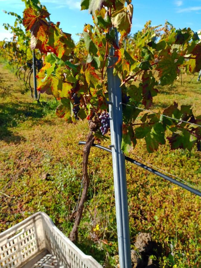 Etnasentieri Villa Belpasso Eksteriør bilde